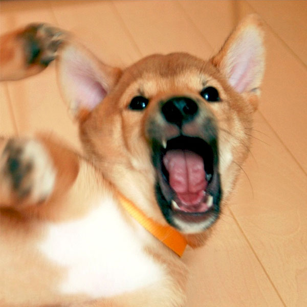 Evil Ponta